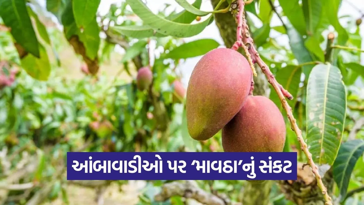 south gujarat mango crop advisory 2026 1.jpg