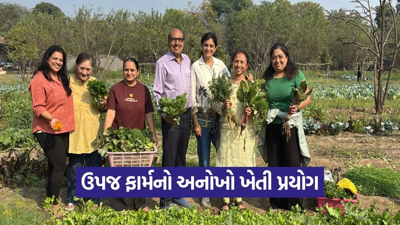 Rent a Farm Vadodara Organic Farming Concept.jpg