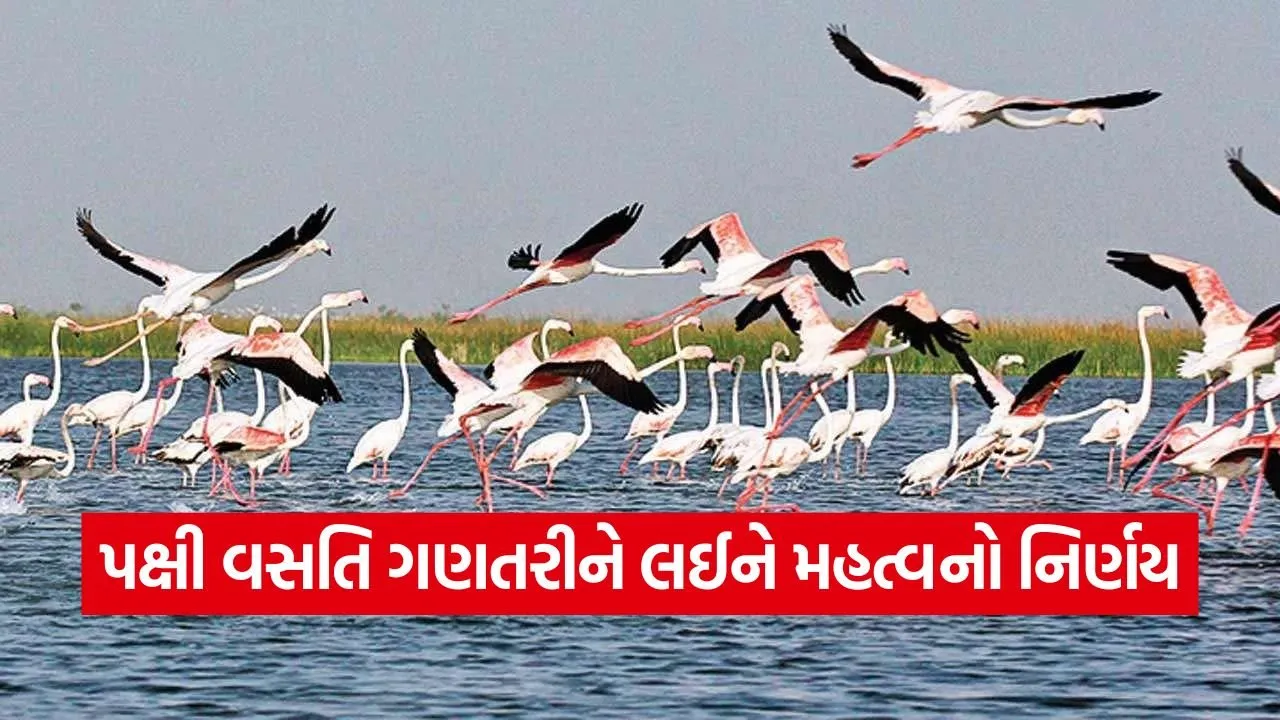 nalsarovar thol bird census 2026 1.jpg