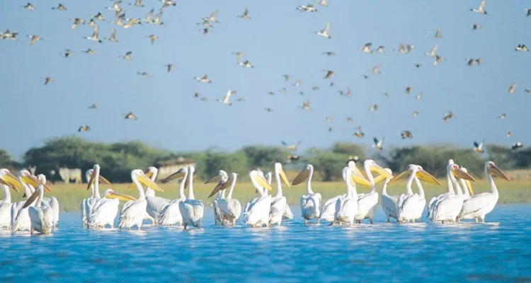 નળસરોવર અને થોળ અભયારણ્યમાં પક્ષી ગણતરી માટે બે દિવસ પ્રવાસીઓ માટે પ્રવેશબંધી 3 nalsarovar thol bird census 2026 1.png
