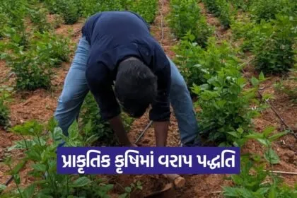 Natural Farming Vaarap Technique Gujarat 1