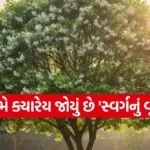 Tree of Heaven