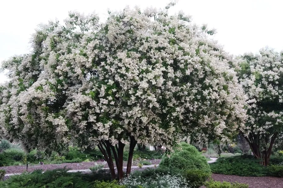 Tree of Heaven
