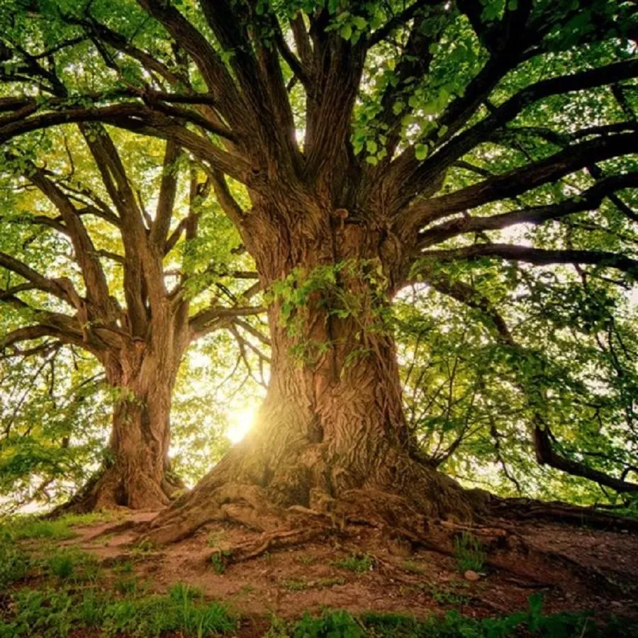 Tree of Heaven