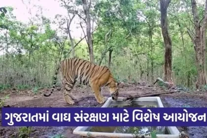 gujarat tiger conservation initiative 1