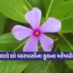 dharmishtha 1 64