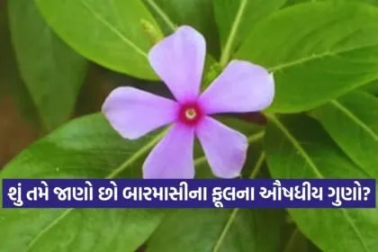 dharmishtha 1 64