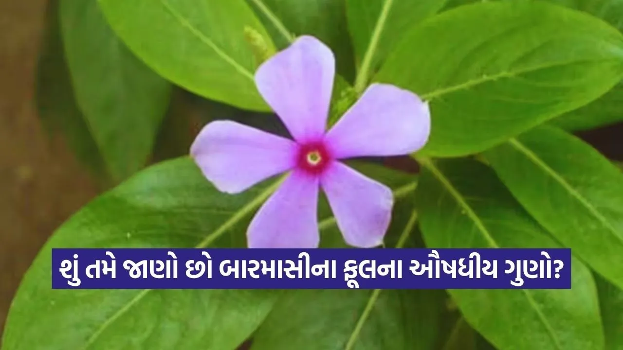 dharmishtha 1 64.jpg