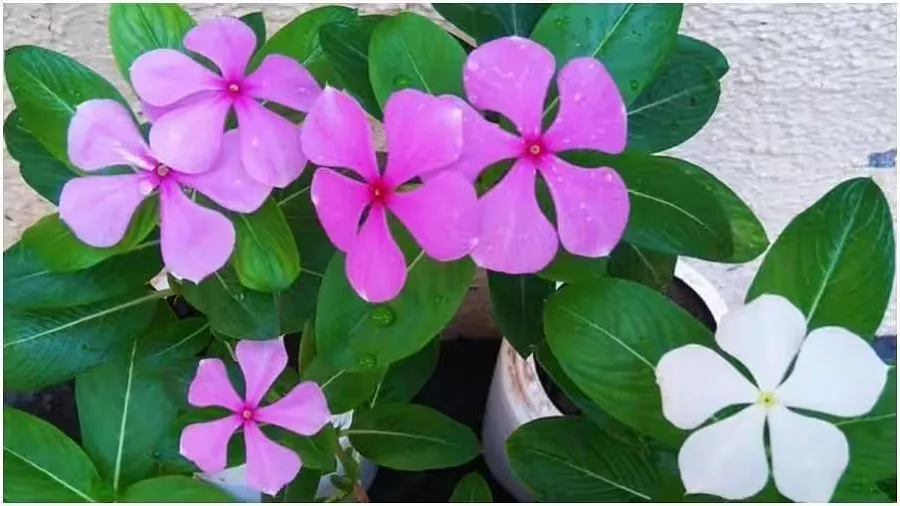 માત્ર શણગાર જ નહીં, અનેક રોગોની દવા પણ છે બારમાસીના ફૂલ! જાણો તેના 7 ફાયદા 2 floweer.jpg