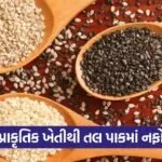 Natural Farming Sesame Crop India 1