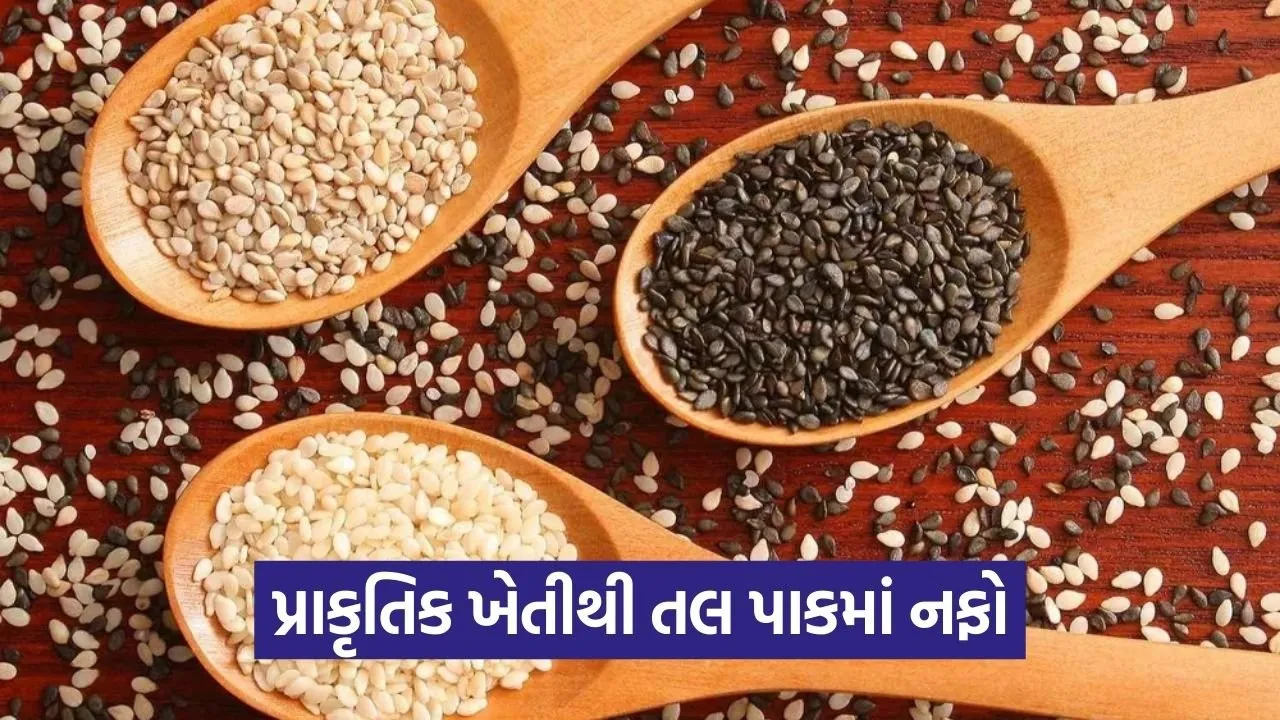 Natural Farming Sesame Crop India 1.jpg