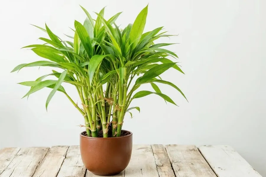 Lucky bamboo