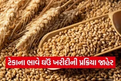 Wheat MSP Gujarat Procurement 2026 1