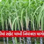 Valsad Sugarcane Whitefly Management 1