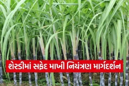 Valsad Sugarcane Whitefly Management 1