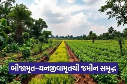 Natural Farming Beejamrut Ghanjeevamrut India 1