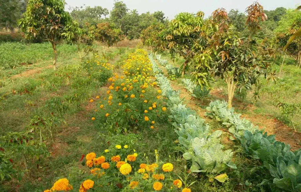 રાસાયણિક ખેતીનો અસરકારક વિકલ્પ: બીજામૃત અને ઘનજીવામૃતથી પ્રાકૃતિક ખેતી તરફ વધતું ખેડૂતોનું વલણ 3 Natural Farming Beejamrut Ghanjeevamrut India 1.png