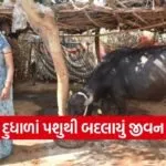 sabarkantha tribal dairy support success