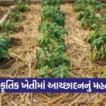 natural farming mulching benefits gujarat 1