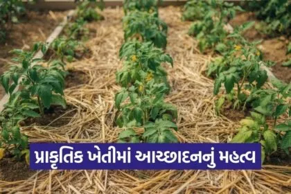 natural farming mulching benefits gujarat 1