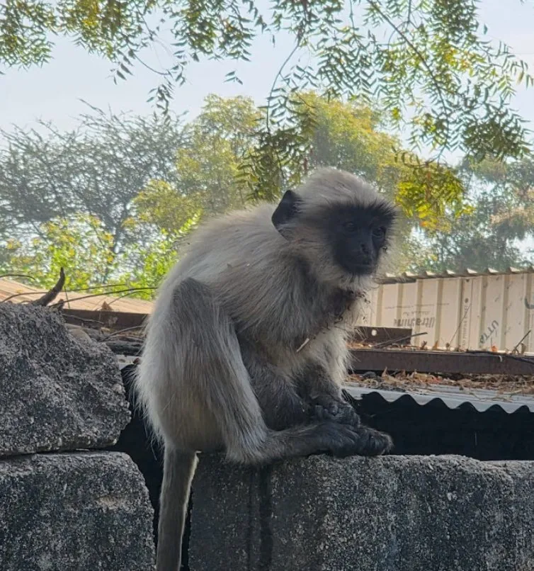 માણસાના વિહાર ગામે કરંટ લાગેલા વાંદરાના બચ્ચાને ૧૯૬૨ એમ્બ્યુલન્સે આપ્યું નવજીવન 3 mansa monkey rescue 1962 animal ambulance gujarat 2.jpeg