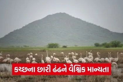 chhari dhandh kutch ramsar wetland gujarat 1