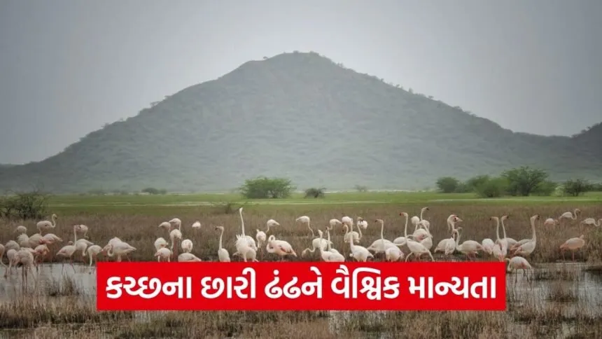 chhari dhandh kutch ramsar wetland gujarat 1