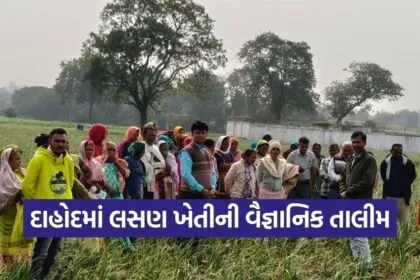 dahod garlic scientific farming training tribal farmers 1