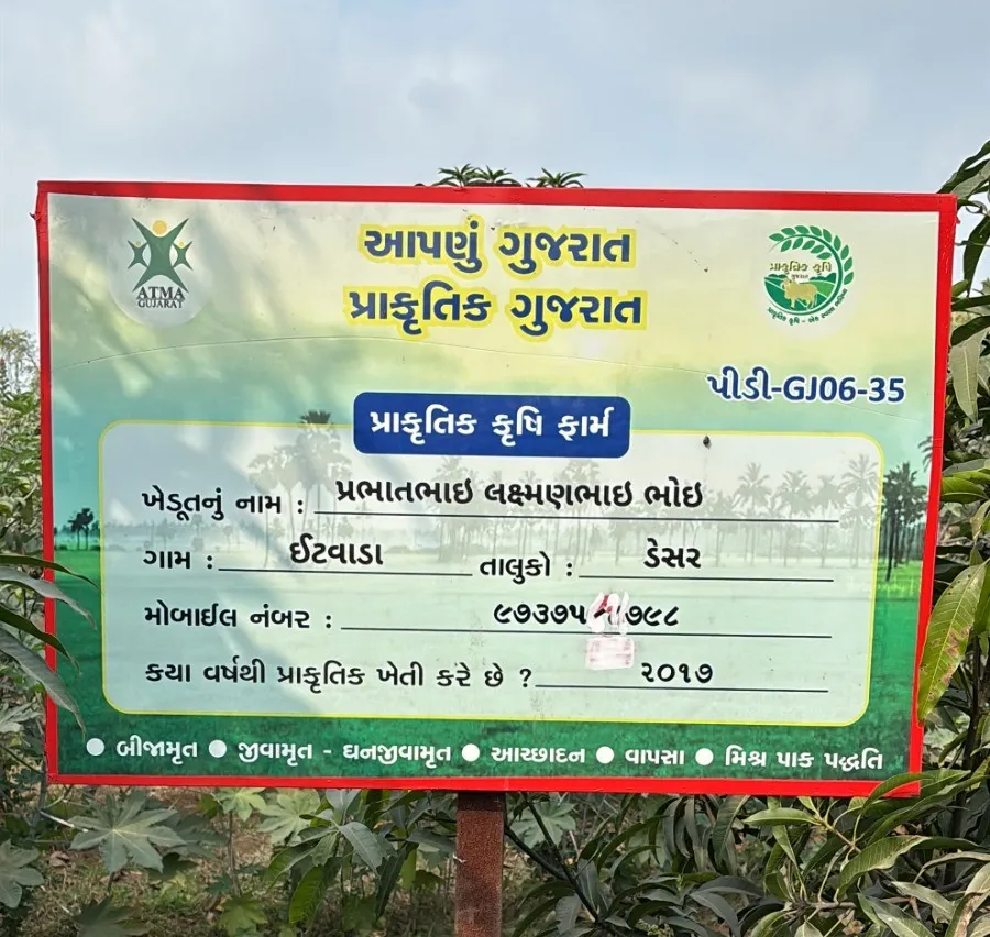 ડેસરના ડુંગરીપુરાના પ્રભાતભાઈ ભોઈએ પ્રાકૃતિક ખેતીથી બતાવી નવી રાહ, ચાર વિઘામાં પંચસ્તરિય પદ્ધતિથી સફળતા 2 desar dungaripura natural farming success 2.png
