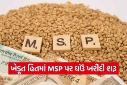 gujarat wheat msp procurement rabi 2026 27