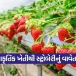 Natural Strawberry Farming India 1