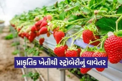 Natural Strawberry Farming India 1