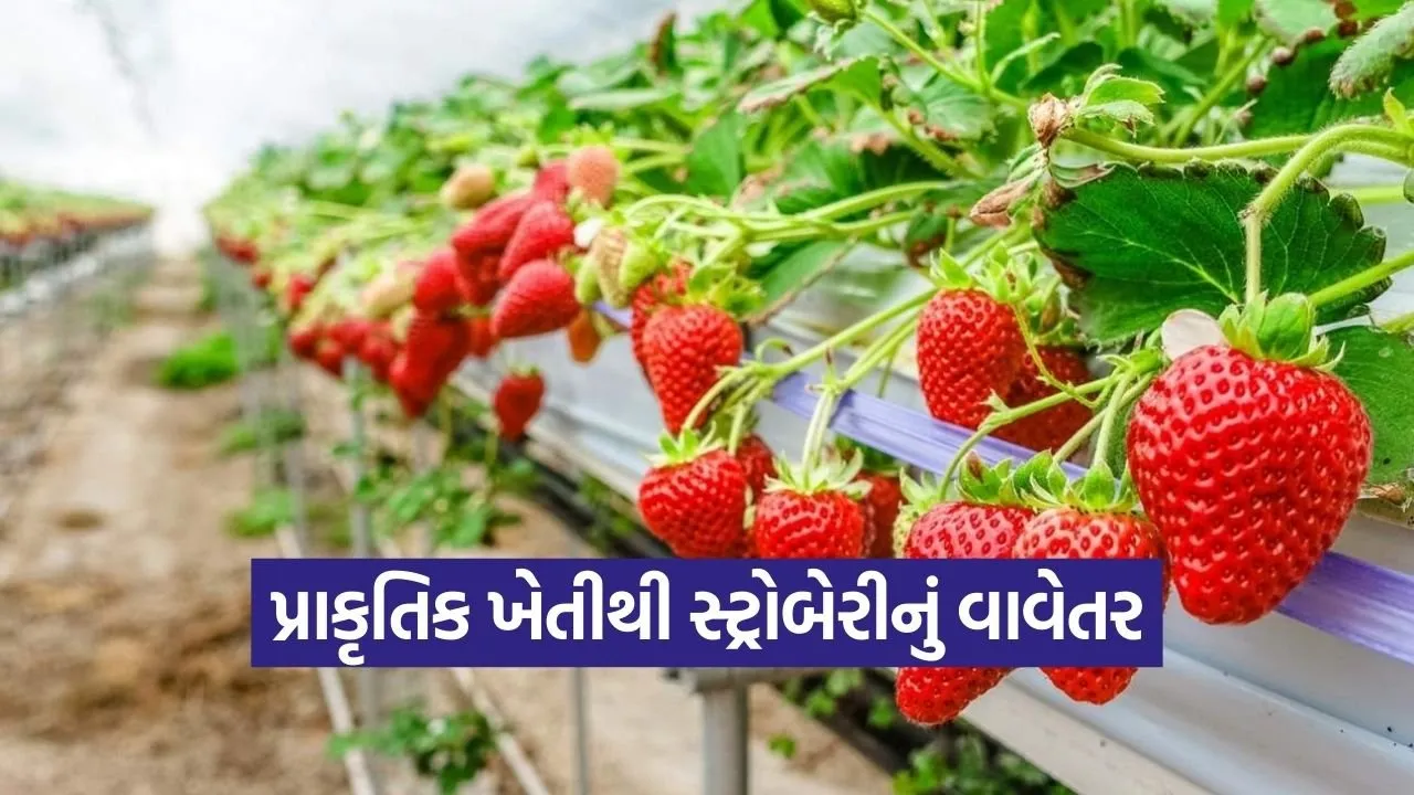 Natural Strawberry Farming India 1.jpg