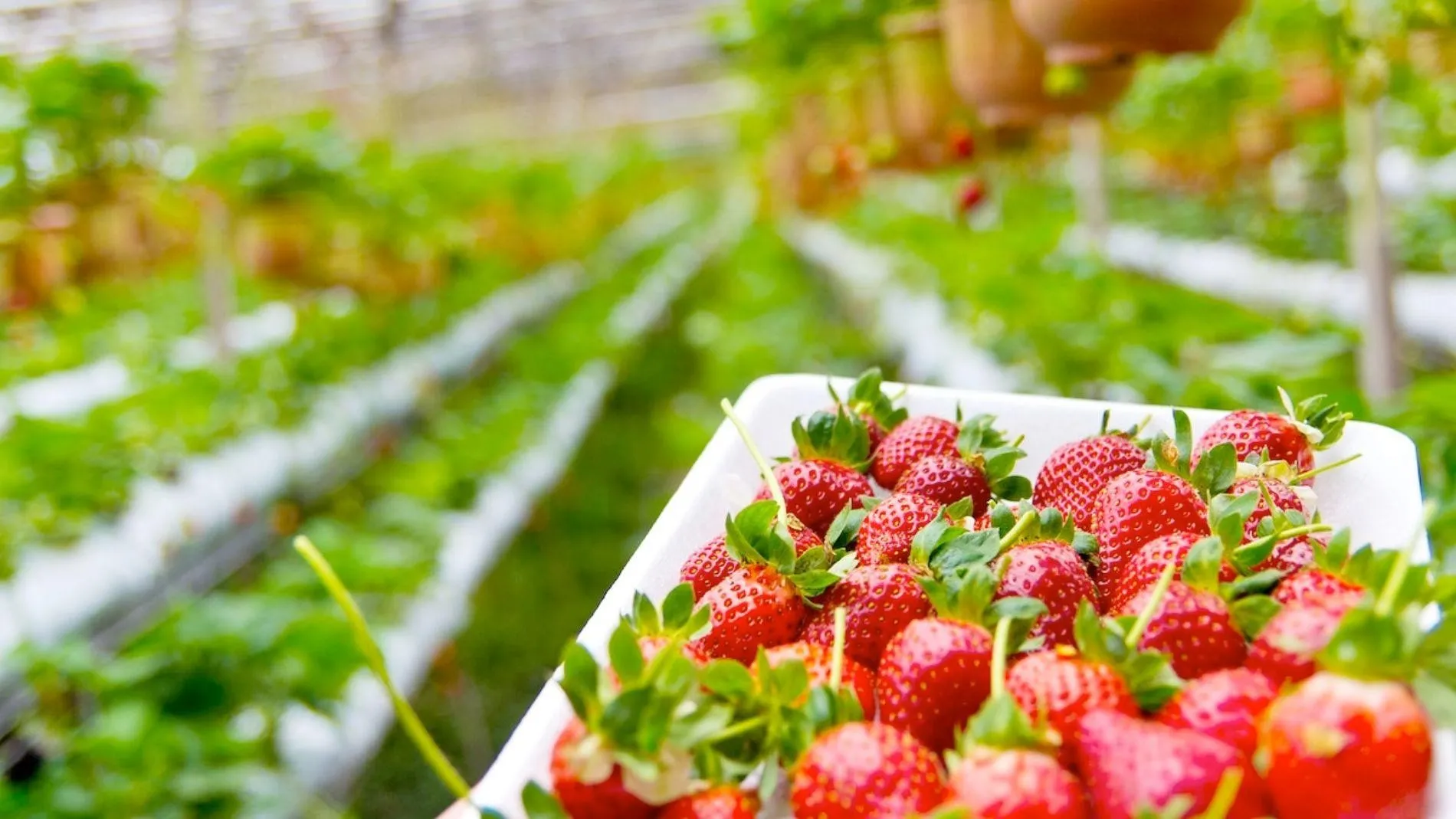Natural Strawberry Farming India 1.png