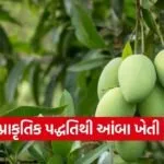 Natural Mango Farming Gujarat 1