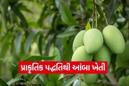 Natural Mango Farming Gujarat 1