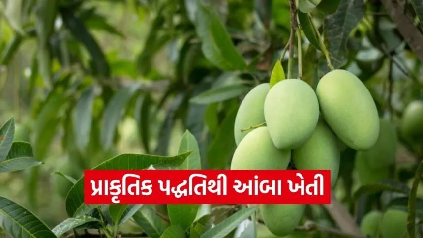 Natural Mango Farming Gujarat 1