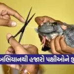 Karuna Abhiyan Uttarayan Bird Rescue Gujarat 2026 1