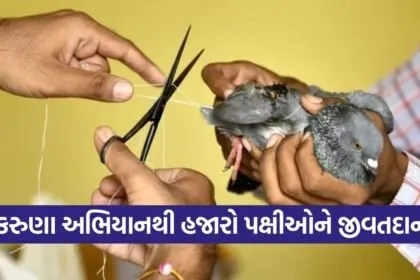 Karuna Abhiyan Uttarayan Bird Rescue Gujarat 2026 1
