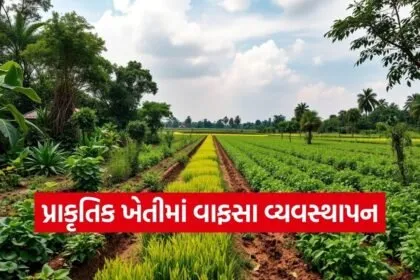 Natural Farming Vafsa Management India 1