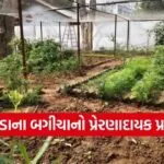 MSU Vadodara Kitchen Garden Sustainability 1