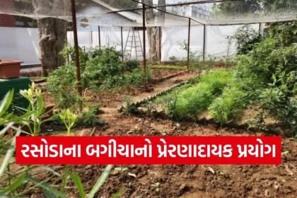 MSU Vadodara Kitchen Garden Sustainability 1
