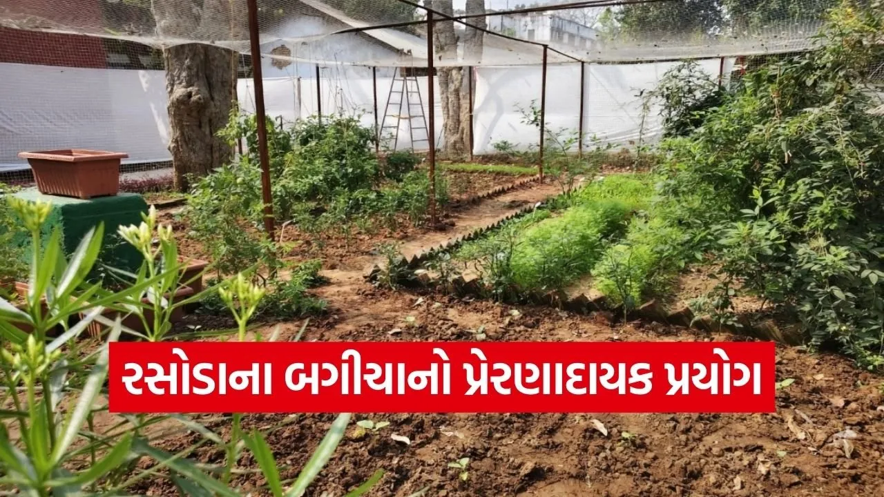 MSU Vadodara Kitchen Garden Sustainability 1.jpg
