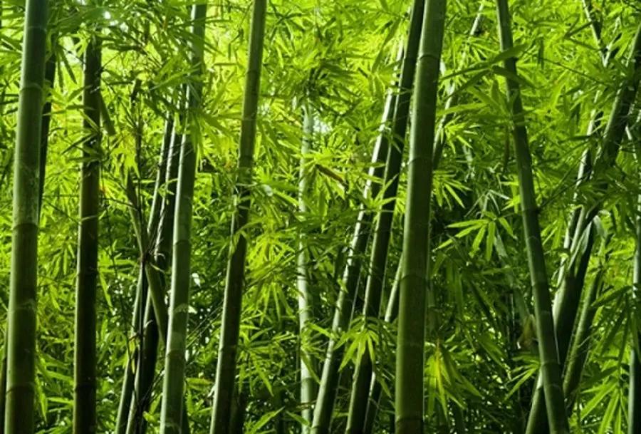 Bamboo Burning Beliefs
