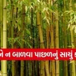 Bamboo Burning Beliefs