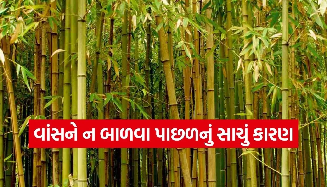Bamboo Burning Beliefs