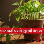 Money plant vastu tips