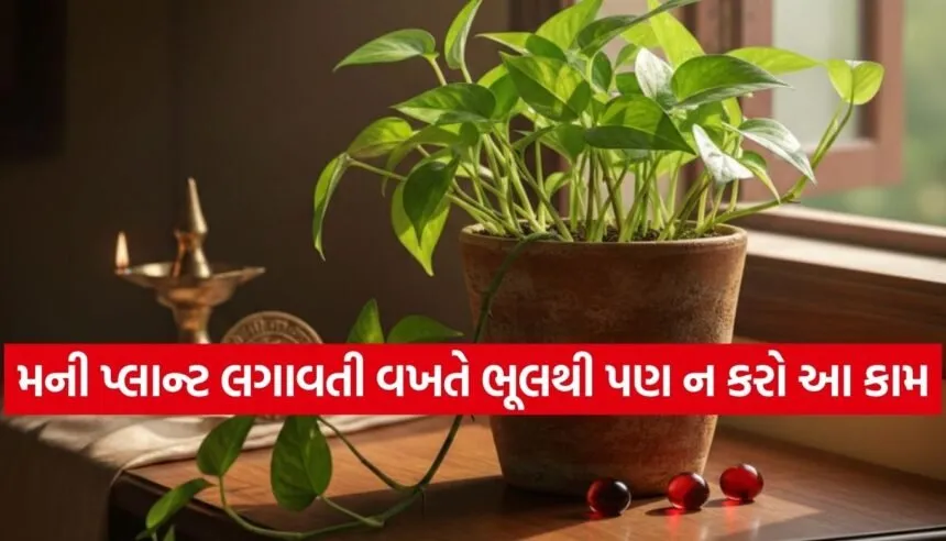 Money plant vastu tips