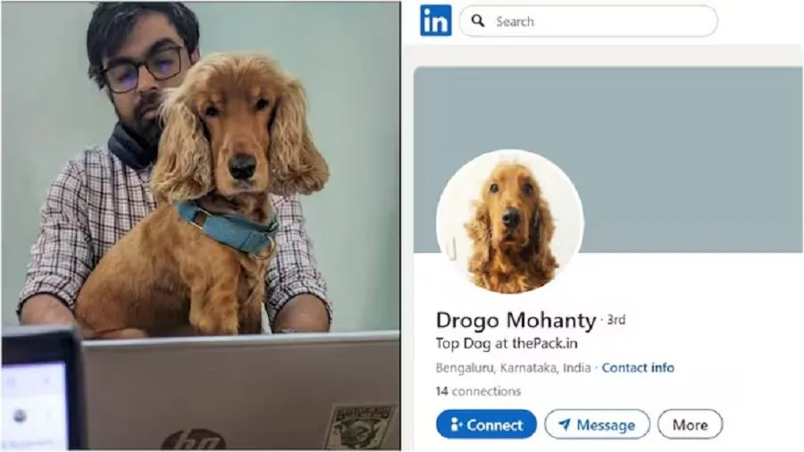 આ કોઈ સામાન્ય ડોગ નથી, આ છે 'LinkedIn સ્ટાર'! જાણો બેંગલુરુના ડ્રોગોની વાયરલ સ્ટોરી 2 dog.jpg