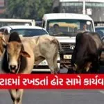 Botad Stray Cattle Action 2026 1